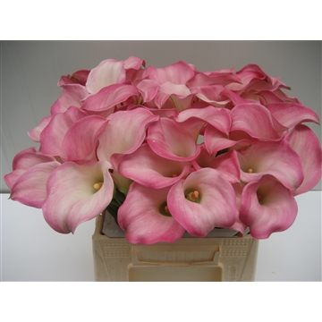 Zantedeschia Captain Alma 40