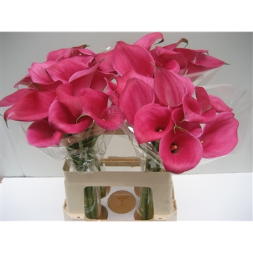 Zantedeschia Captain Samba 60