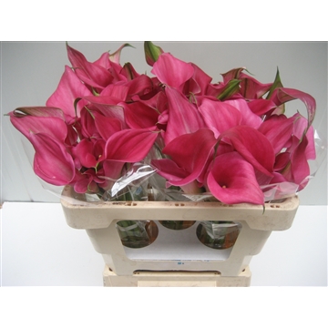Zantedeschia Captain Samba 520