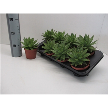 Echeveria Agavoides Ebony Red Lips