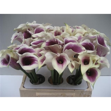 Zantedeschia Vermeer 40