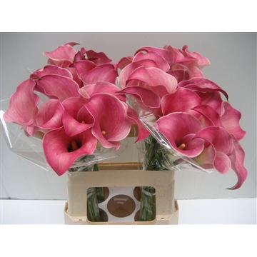 Zantedeschia Captain Romance 60