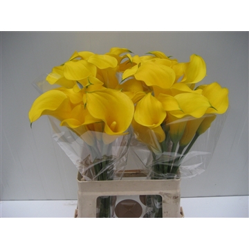 Zantedeschia Gold Medal 60