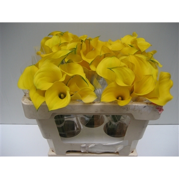Zantedeschia Gold Medal 50