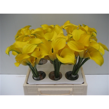 Zantedeschia Gold Medal 40
