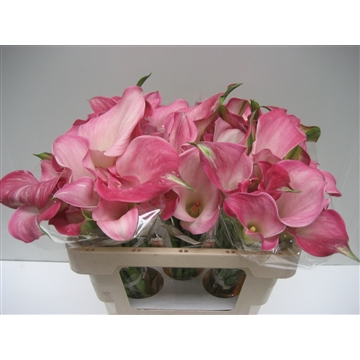 Zantedeschia Captain Alma 520
