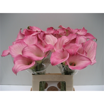 Zantedeschia Captain Alma 60