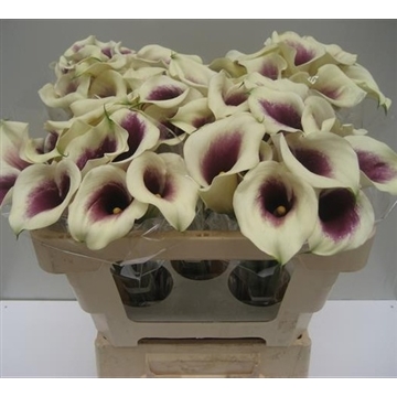 Zantedeschia Vermeer 50