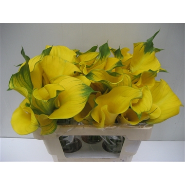 Zantedeschia Solid Gold 520