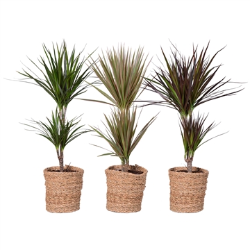 Dracaena Marginata mix 30-10 in mand Gaby (FP006-93010) - FloraXchange