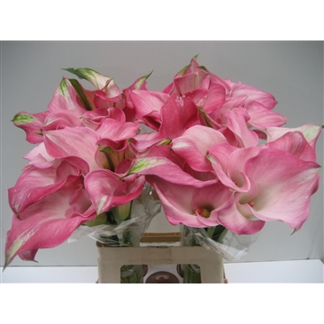 Zantedeschia Captain Alma 620