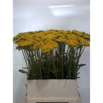 achillea meter