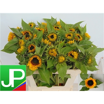 Helianthus annuus &#39;Sunrich Orange&#39;