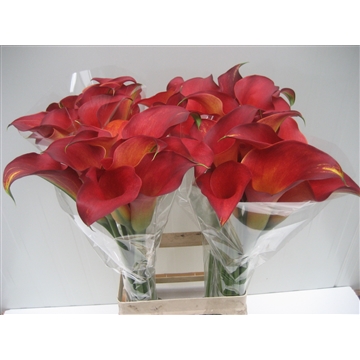 Zantedeschia Captain Trinity 70