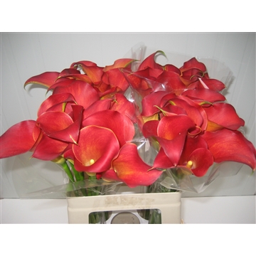 Zantedeschia Captain Trinity 60
