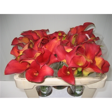 Zantedeschia Captain Trinity 50