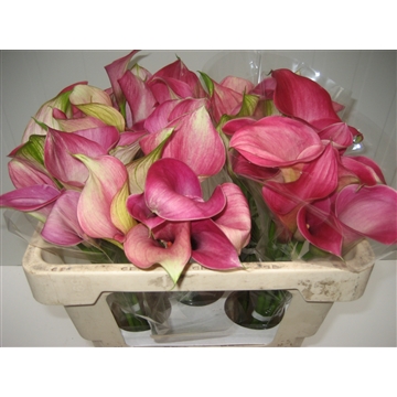 Zantedeschia Captain Romance 520