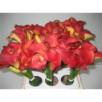 Zantedeschia Captain Trinity 40