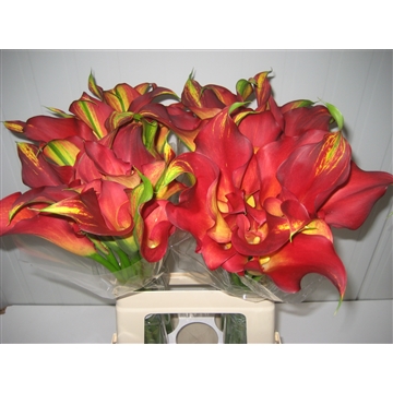Zantedeschia Captain Trinity 620