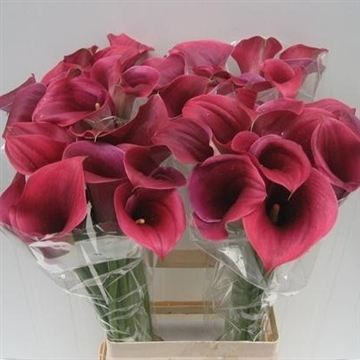 Zantedeschia Captain Promise 70
