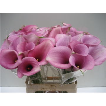 Zantedeschia Captain Violetta 60