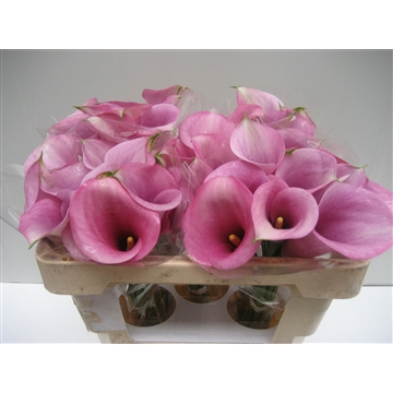 Zantedeschia Captain Violetta 50