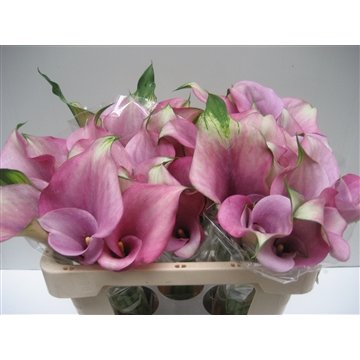 Zantedeschia Captain Violetta 520