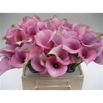 Zantedeschia Captain Violetta 40
