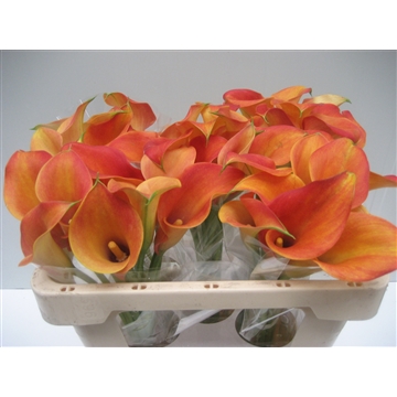 Zantedeschia Captain Brunello 50