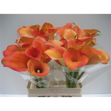 Zantedeschia Captain Brunello 60