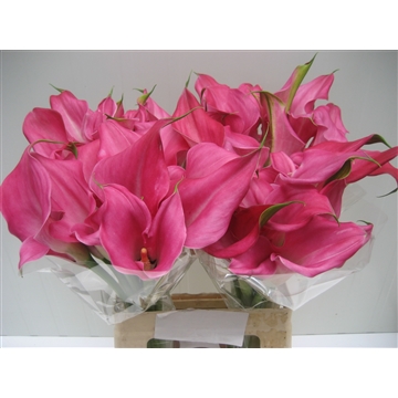 Zantedeschia Captain Samba 620