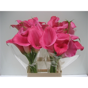 Zantedeschia Captain Samba 70