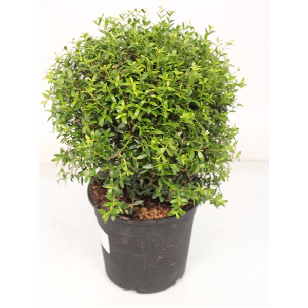 Мирт Myrtus d12 h30