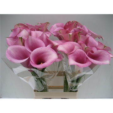 Zantedeschia Captain Violetta 70