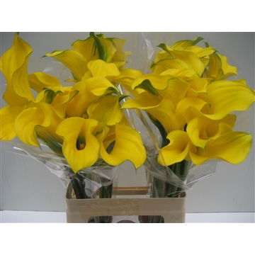 Zantedeschia Gold Medal 620