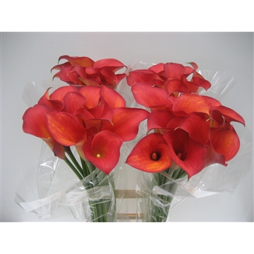 Zantedeschia Captain Trinity 80
