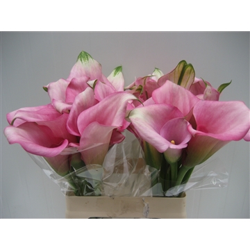 Zantedeschia Captain Violetta 620