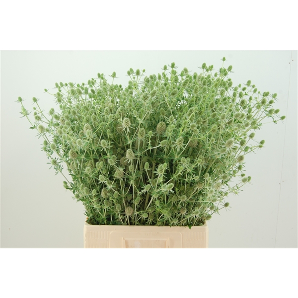 eryngium magical silver 70 (silver 70) FloraXchange