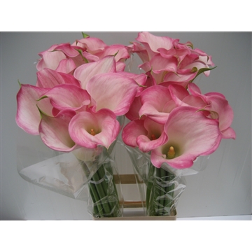 Zantedeschia Captain Alma 80