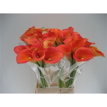 Zantedeschia Captain Brunello 70