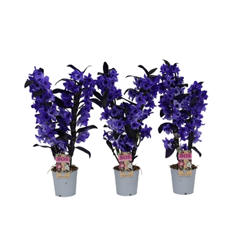 Dendrobium Nobil&#233;, Colour 2-tak Purple (inject)
