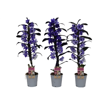 Dendrobium Nobil&#233;, Colour 1-tak Purple (inject)