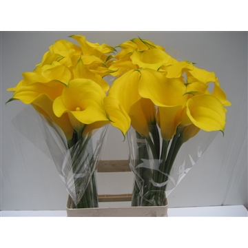 Zantedeschia Gold Medal 80