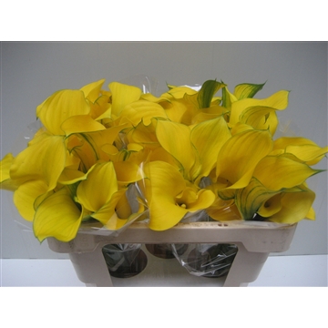 Zantedeschia Gold Medal 520
