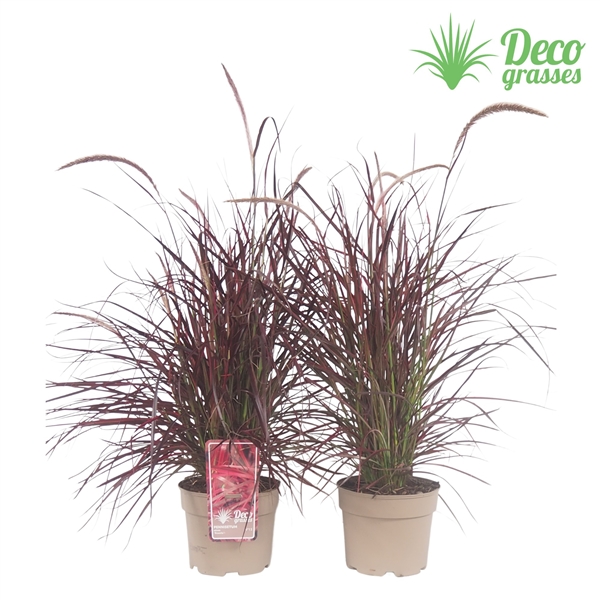 Pennisetum Advena Fireworks Peaf Floraxchange