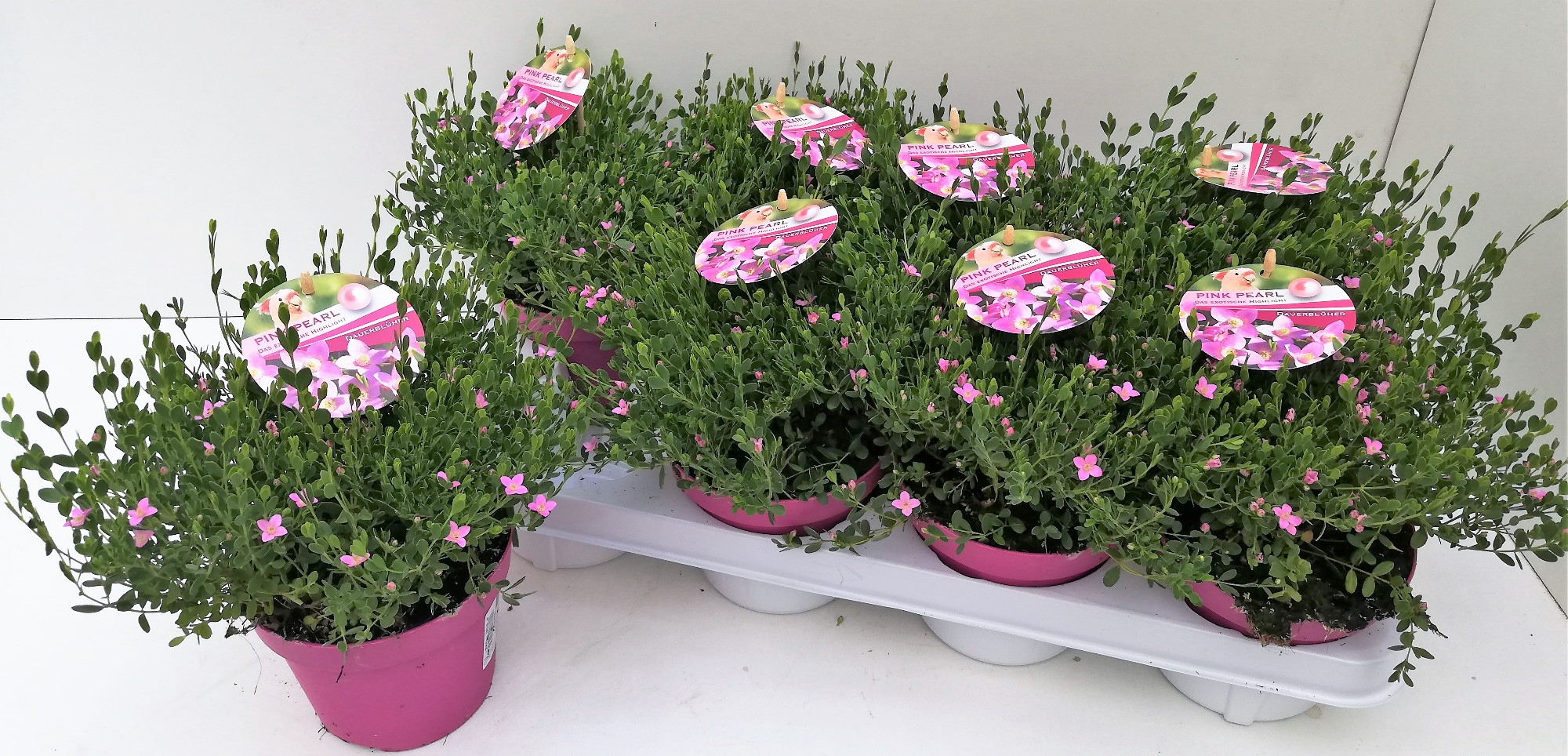 Boronia "Pink Pearl" 13T Dauerblüher! (BOSB13T) FloraXchange