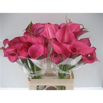 Zantedeschia Royal Princess 620