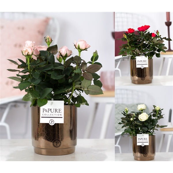 Rosa Beau Monde Gemengd