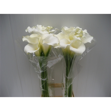 Zantedeschia Snow Storm 80