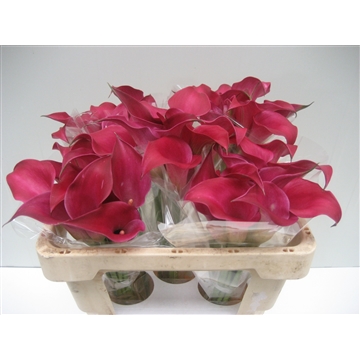 zantedeschia Royal Princess 50